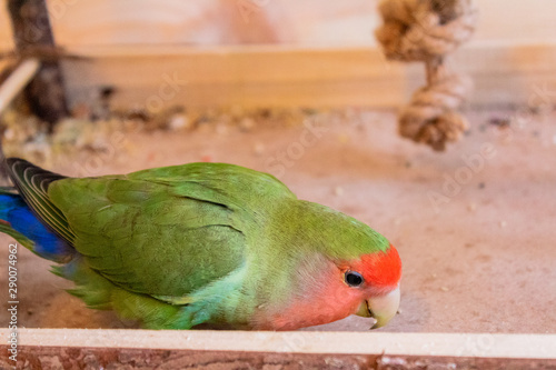 a lovebird of the species roseicolli playing with a wooden background photo