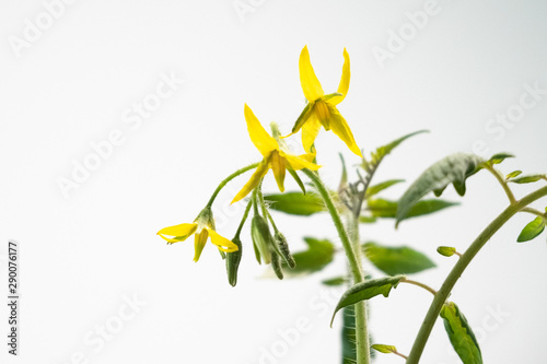 Flowering tomato plant with yellow petals. Copy space on left. White background.