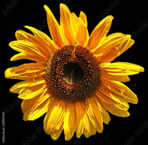 sunflower isolated on black background