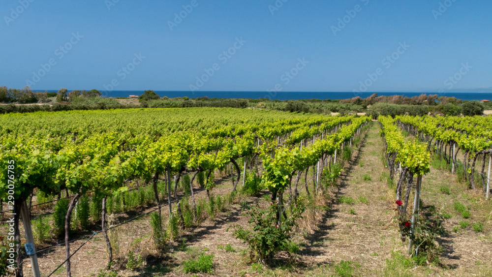 Vineyard with a beautiful background of the sea. summer in italy