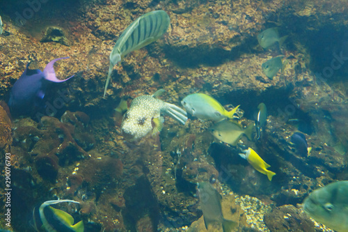 Different coral fish near the stone over the bottom of the sea