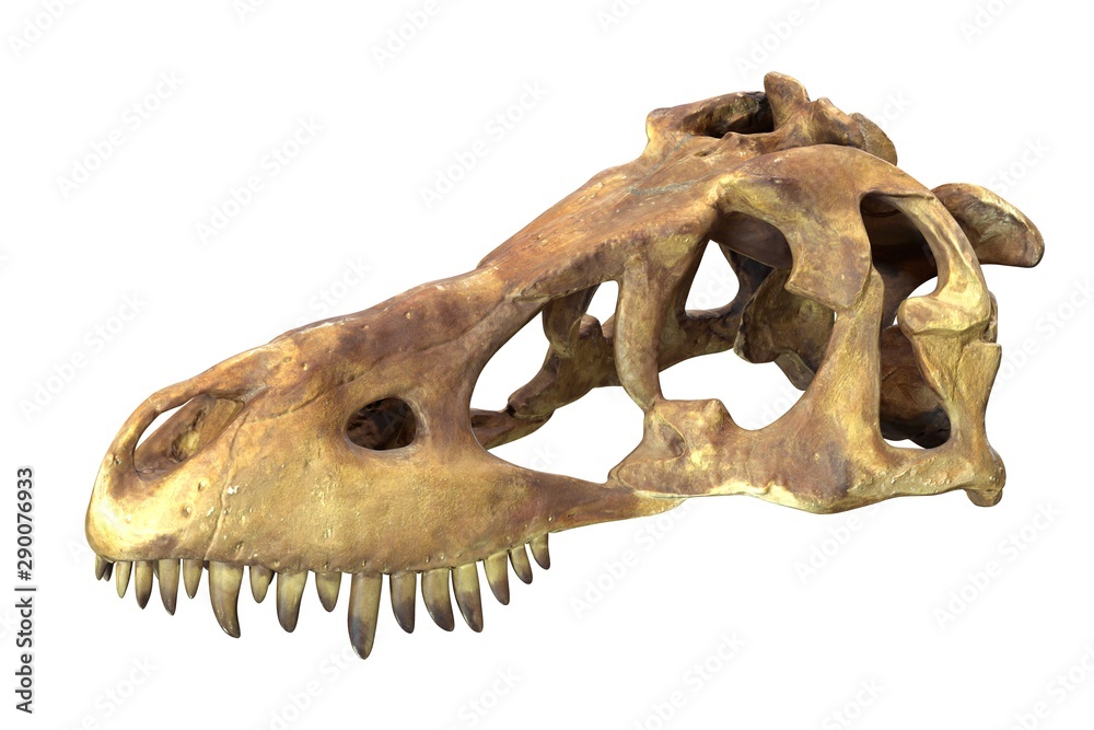 Fototapeta premium 3D render czaszki Tyrannosaurus Rex na białym tle.