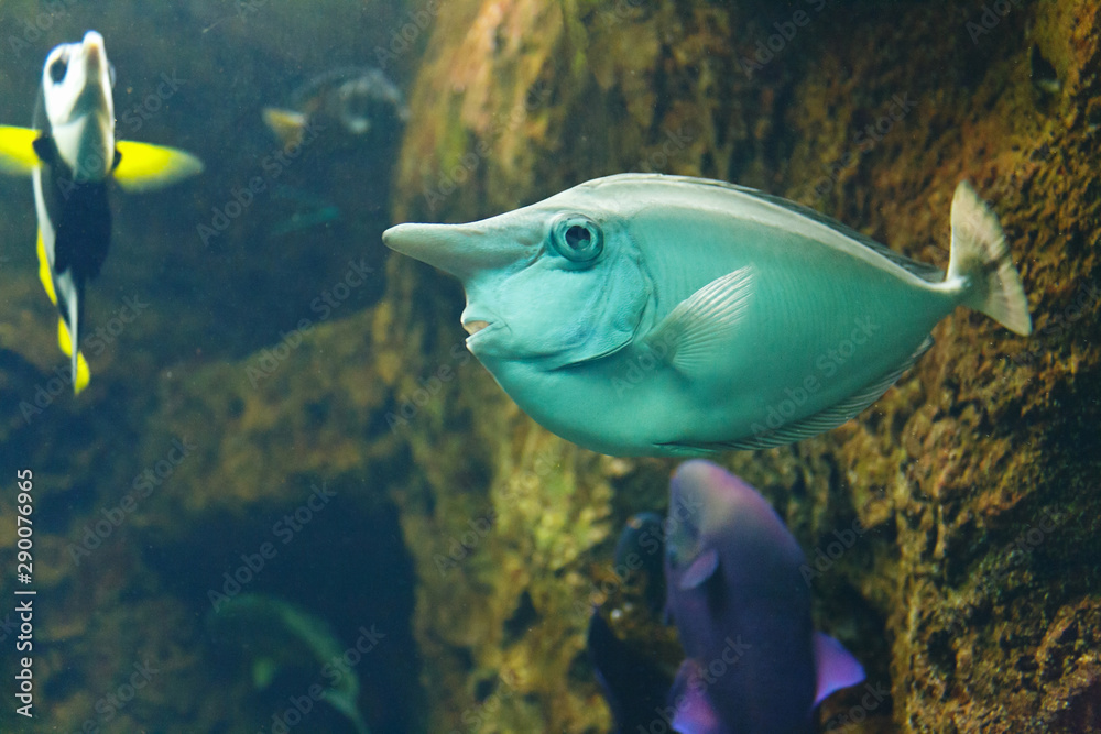 Whitemargin unicornfish (Naso annulatus), also known as the Banded