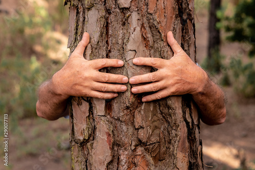 A pair of human hands hugging a tree in the woods - love for outdoors and nature - earth's day concept. People save the planet from deforestation