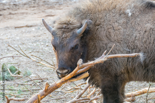 Portrait Bison