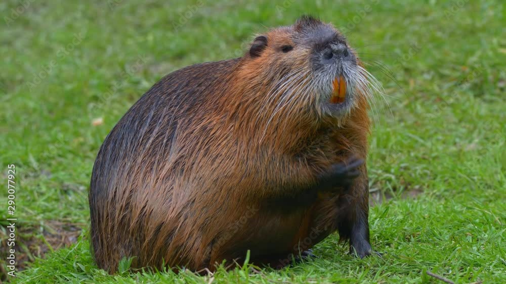 Nutria coypu (Myocastor coypus) cleaning maintenance Nutria coypu (Myocastor coypus) cleaning maintenance