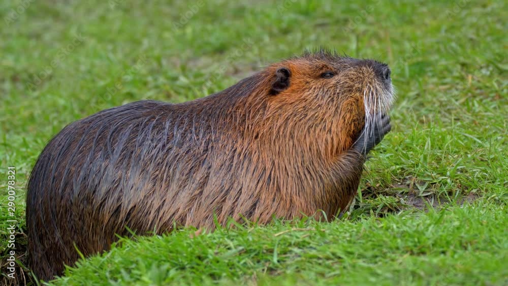 Nutria coypu (Myocastor coypus) cleaning maintenance Nutria coypu (Myocastor coypus) cleaning maintenance