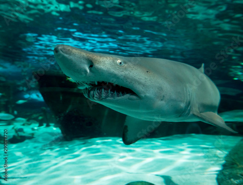 Wide angle  underwater view of sand tiger shark  carcharias taurus.