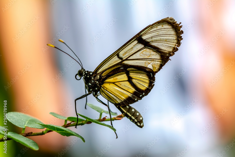 Obraz premium Glasswing Butterfly (Greta oto) in a summer garden