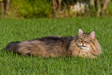 Gorgeous cat of siberian breed playing outdoor. Hypoallergenic pet of livestock