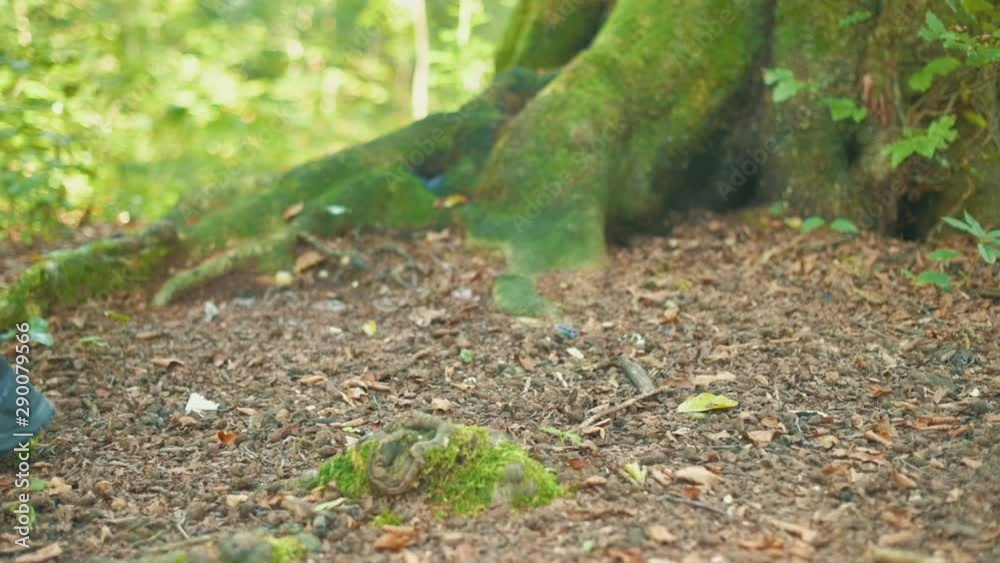 Female hiker hiking on forest footpath with trekking poles Female hiker hiking on forest footpath with trekking poles