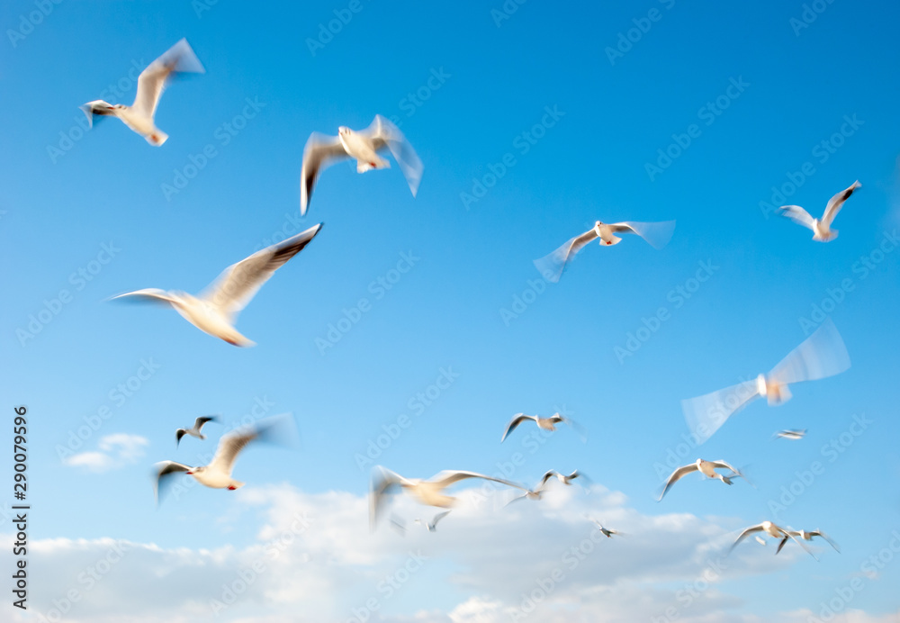 Beautiful Seagulls flying in the sky with white clouds. Beautiful Seagulls flying in the sky with white clouds.
