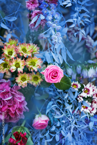 Fototapeta Naklejka Na Ścianę i Meble -  pink rose on a blue background different colors