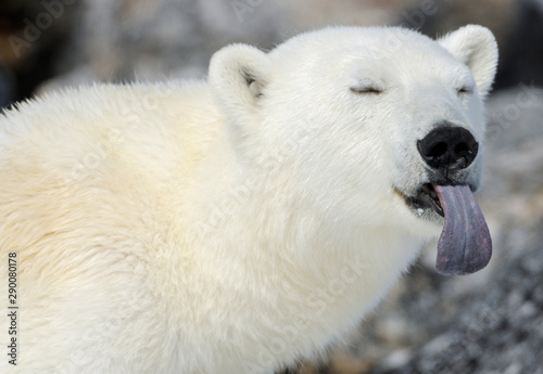 Close up of a Polar bear with its tongue out photo