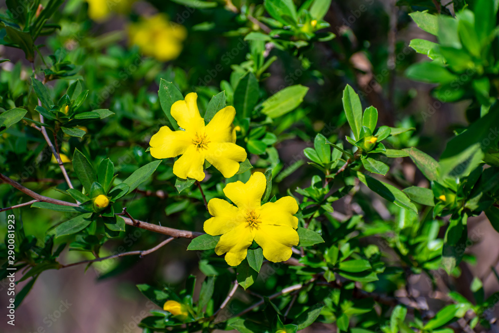 Yellow Flowers Yellow Flowers