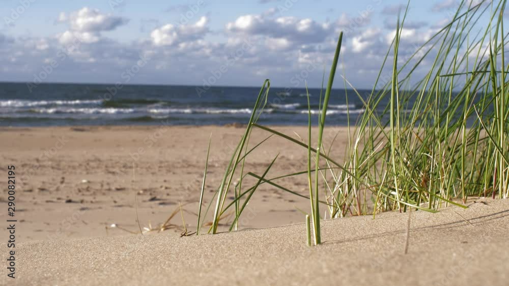 Grass Swinging on Wind on Sandy Sea Beach at Baltic Sea Coast Grass Swinging on Wind on Sandy Sea Beach at Baltic Sea Coast
