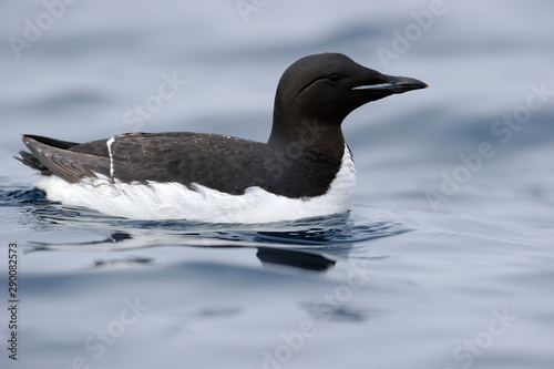 Guillemot bird in water photo