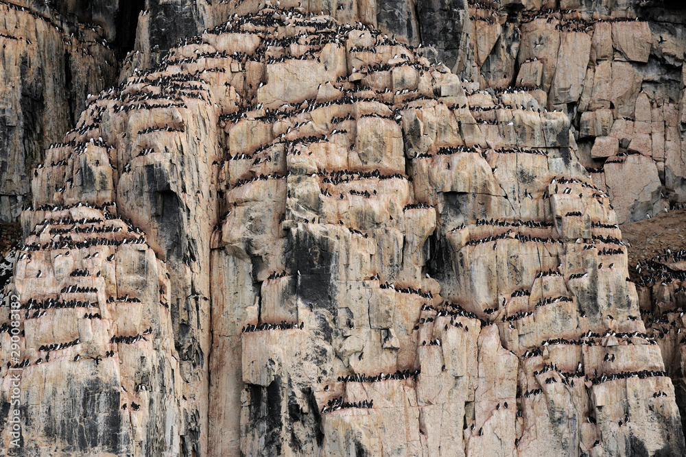 Arctic bird cliff Arctic bird cliff