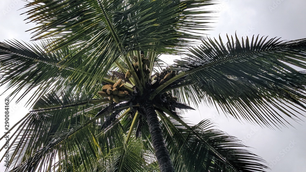 palm tree on background of blue sky palm tree on background of blue sky