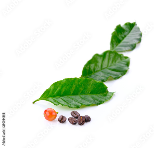 coffee leaves and coffee beans on the white background