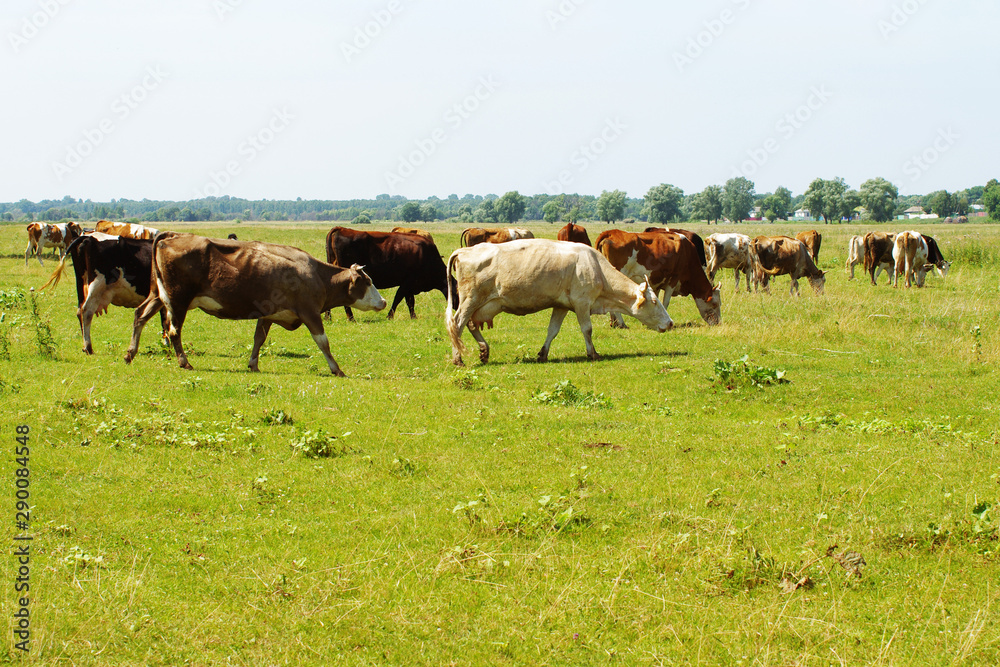 Cows on a pasture. Herd of cows grazing at summer green field Cows on a pasture. Herd of cows grazing at summer green field