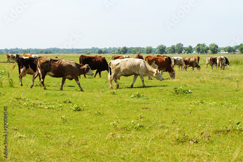 Cows on a pasture. Herd of cows grazing at summer green field © isavira