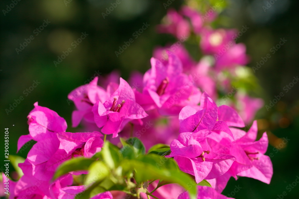 Set of photos outdoor bougainvillea flowers