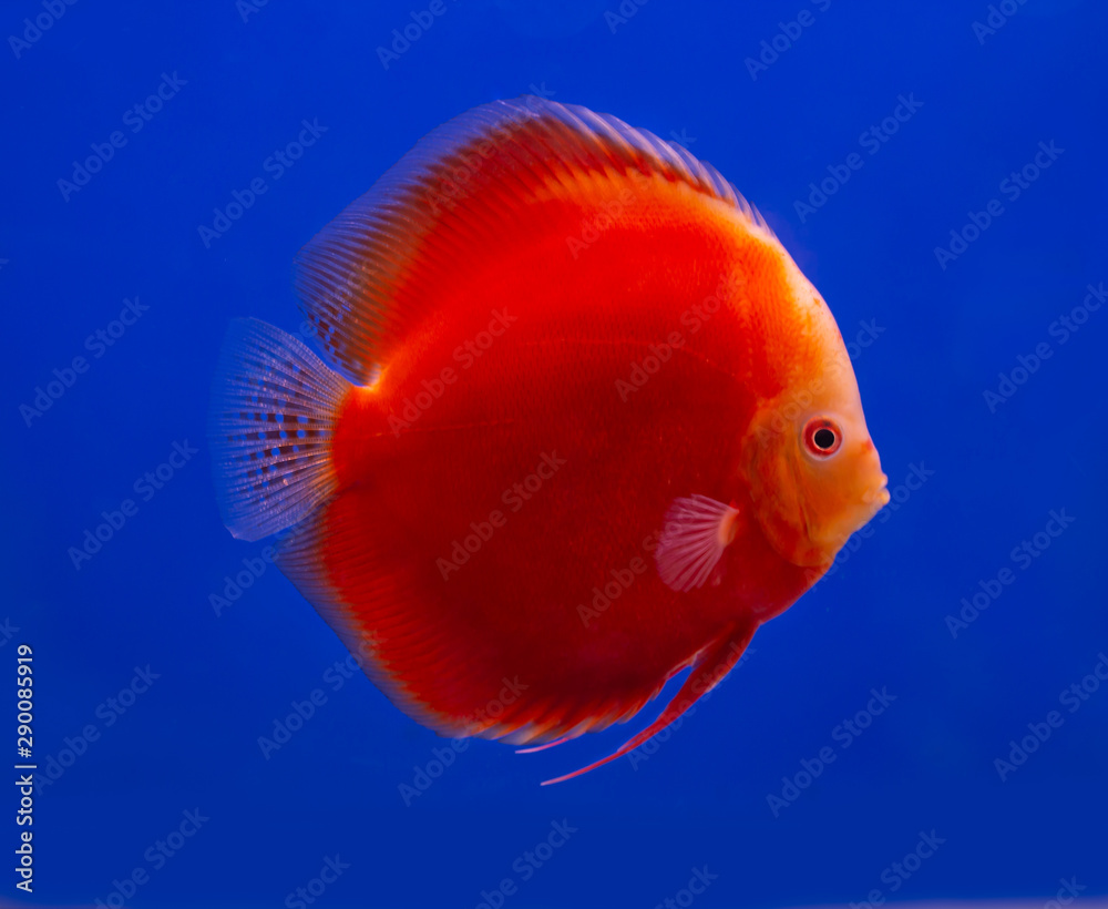 Red Melon discus fish on blue background aquarium tank Red Melon discus fish on blue background aquarium tank