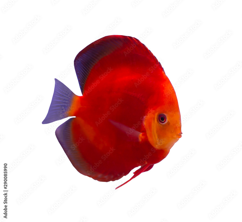 Red Melon discus fish isolated on white background Stock Photo Adobe