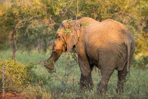 Big beautiful elephant in the savannah eating, wild animal, safari game drive, Eco travel and tourism, Kruger national park, South Africa, mammal in natural environment,african wildlife