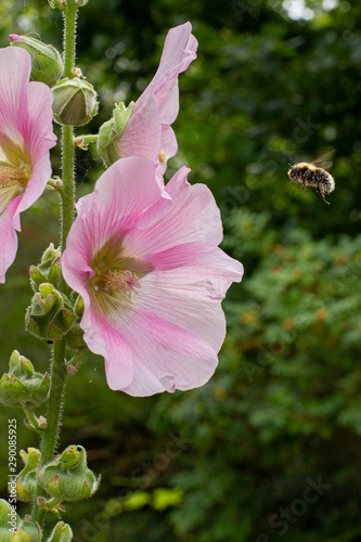 bumblebee flying towards a stockrose photo