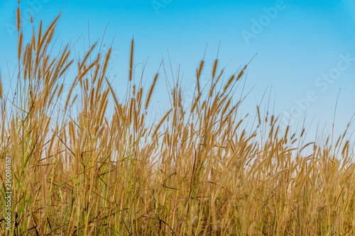 Grass flower with blue of sky sunlight