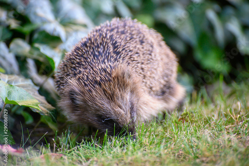 Igel auf Nahrungssuche