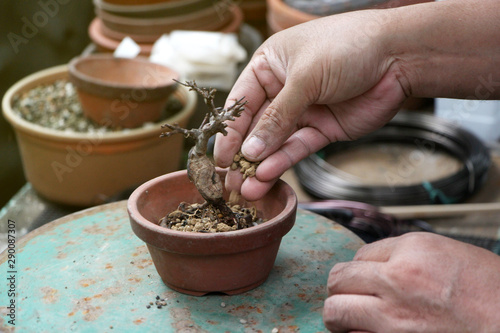 Making of bonsai trees, Sprinkle the soil and rake the soil to tighten the roots, Handmade accessories wire and scissor bonsai tools, stand of bonsai, Concept Bonsai tree.