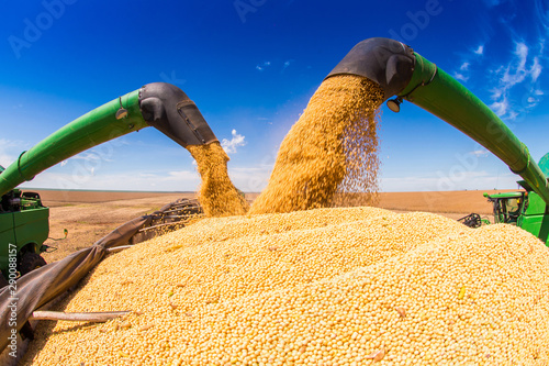 Soybean harvesting machines unloading seeds with blue skies photo