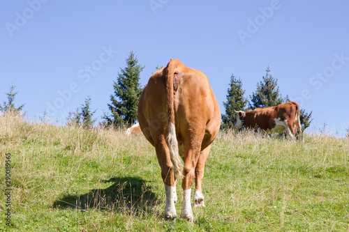 Cock and rump of a cow in a meadow