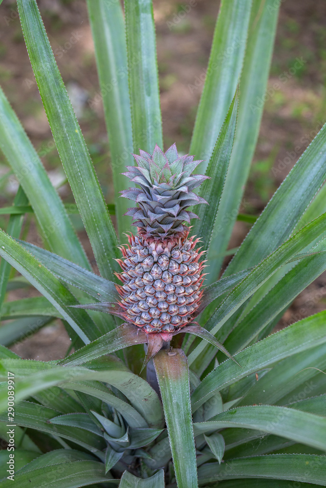Pineapple growing in a plantation, tropical fruit, Thailand. Close up Pineapple growing in a plantation, tropical fruit, Thailand. Close up