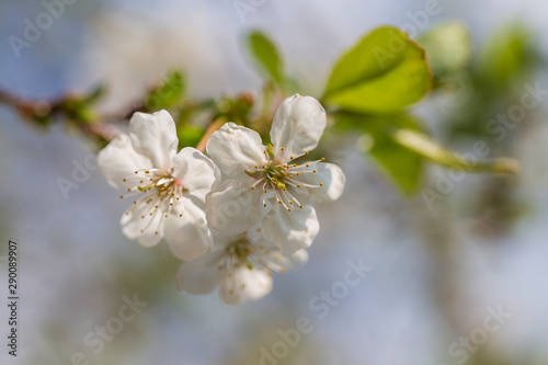 White flowers of the cherry blossoms on a spring day background. Flowering fruit tree , close up. Nature concept