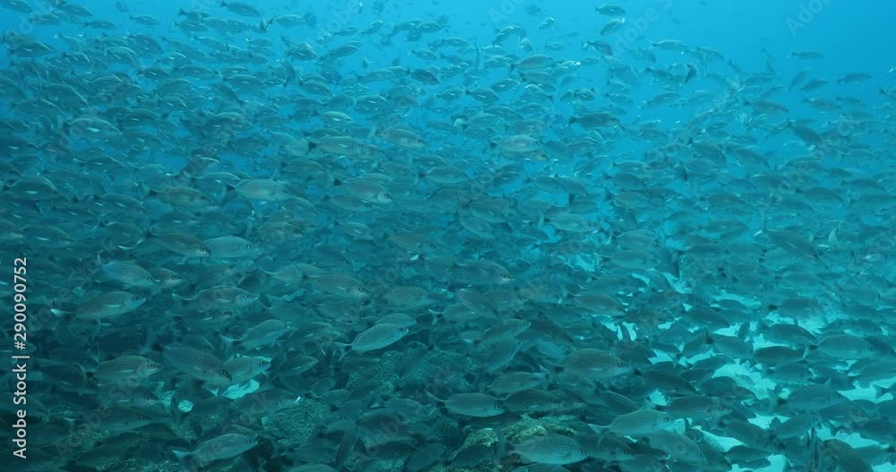 Spottail Grunt (Haemulon maculicauda), forming a school in the reefs of Sea of Cortez, Pacific ocean. Cabo Pulmo, Baja California Sur, Mexico. 
