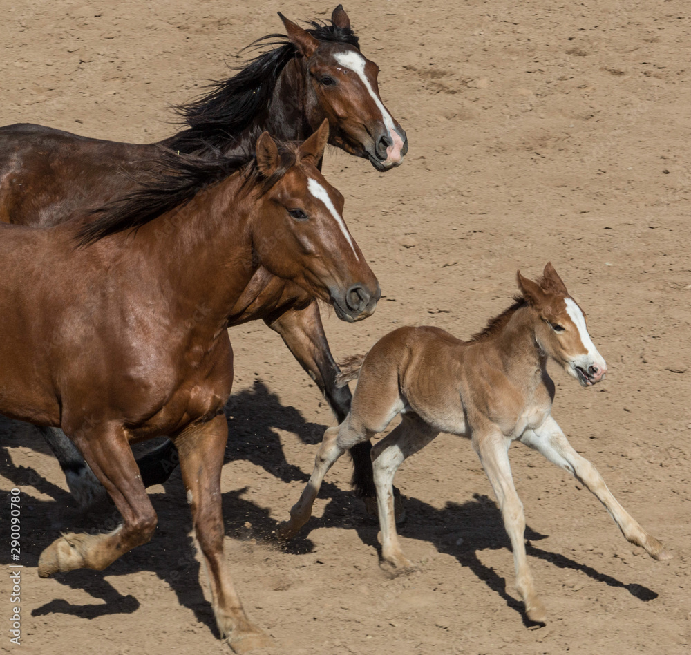 mare and foal mare and foal