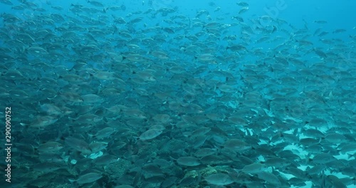 Wallpaper Mural Spottail Grunt (Haemulon maculicauda), forming a school in the reefs of Sea of Cortez, Pacific ocean. Cabo Pulmo, Baja California Sur, Mexico.  Torontodigital.ca