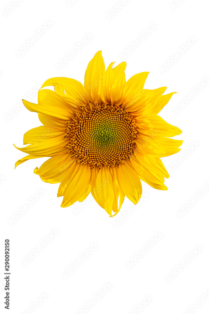 Fototapeta premium Yellow Sunflower Flower. Closeup Isolated on White Background