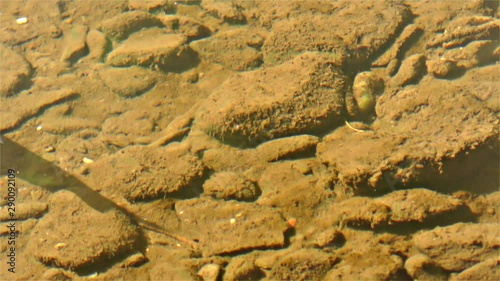 Chub Fish, River Fish, Semotilus, European Chub photo