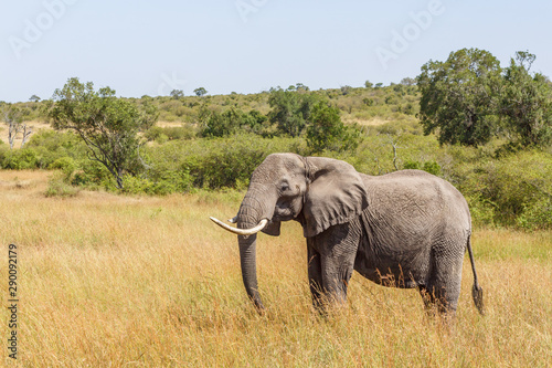Elephant standing in the grassland in Africa