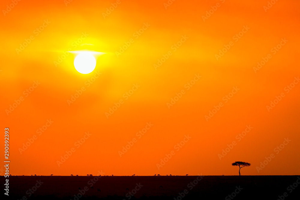 Single tree at the savanna with a beautiful sunset Single tree at the savanna with a beautiful sunset