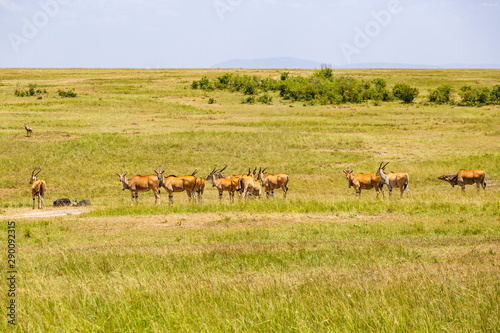 Eland antelope on african savannah © Lars Johansson