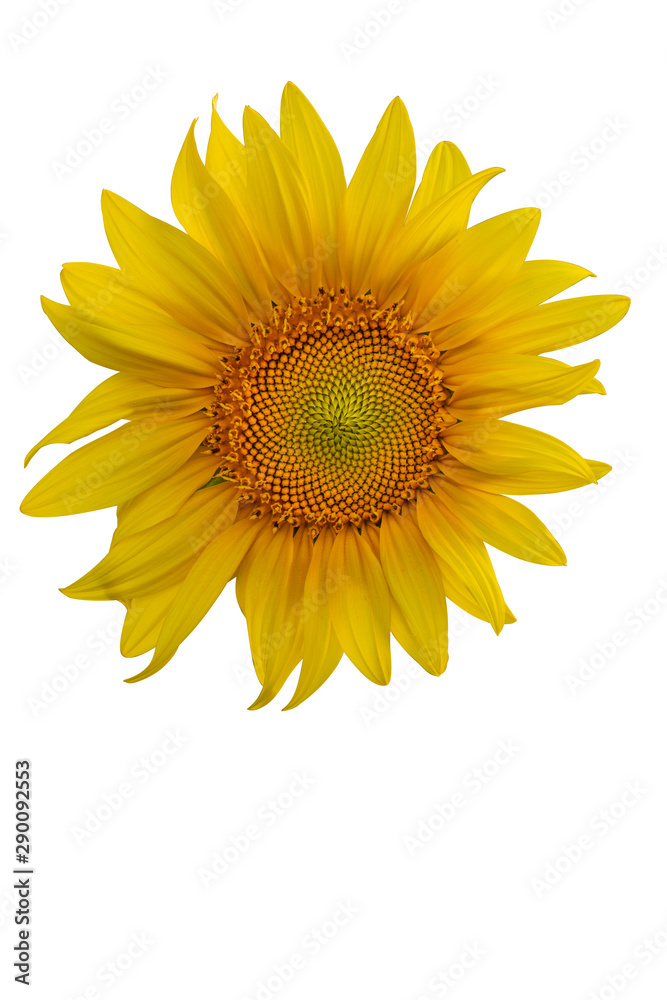 Fototapeta premium Yellow Sunflower Flower. Closeup Isolated on White Background