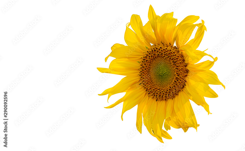 Fototapeta premium Yellow Sunflower Flower. Closeup Isolated on White Background