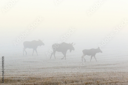 Bull moose walking on a field in autumn mist