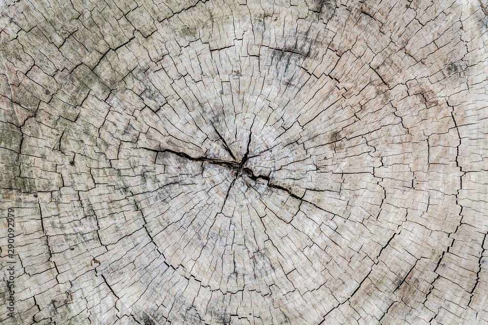 Fototapeta premium The DNA of a tree chopped down